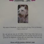 Missing_pet_1-resized.jpg