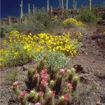 Organ_pipe_cactus_11.jpg